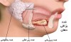 چگونه می‌توان ترشح غدد بزاقی را افزایش داد؟